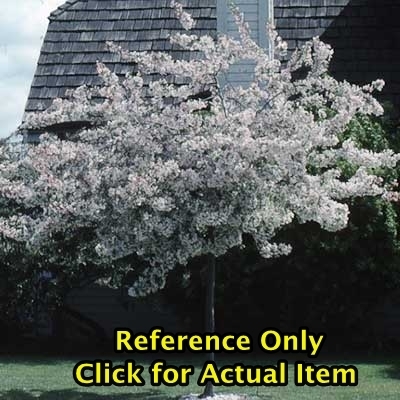 4 ft. Sargent Flowering Crabapple