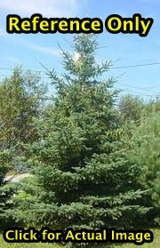 7 ft. White Spruce