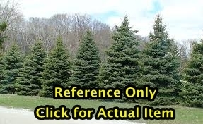 7 ft. Black Hills Spruce