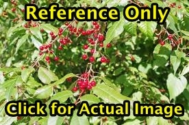 2.5 ft. Pin Cherry