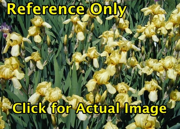 2 gallon Iris, Tall Bearded yellow & white