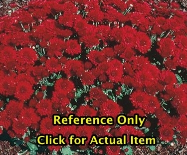 2 gallon Chrysanthemum� Minn Autumn