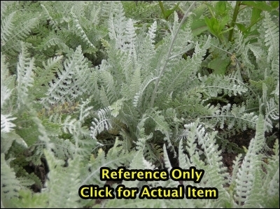 2 gallon Yarrow, Silver