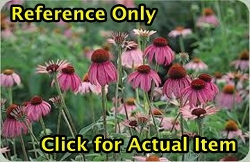 2 gallon Coneflower