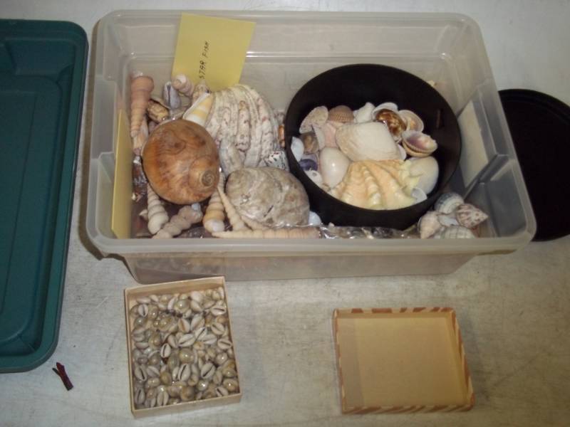 lot 143 image: Assorted Seashells