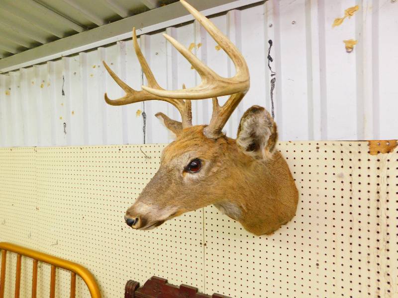 DEER MOUNT