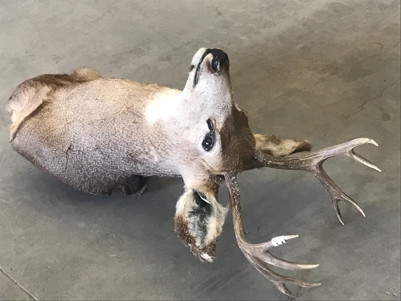 lot 36 image: 4x4 Mule Deer Mount ...