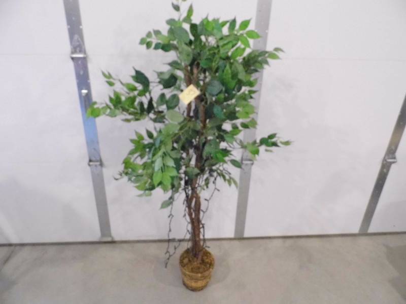 lot 37 image: 4 Ficus Tree