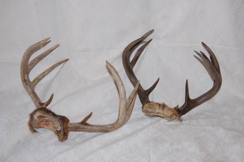 Antlers