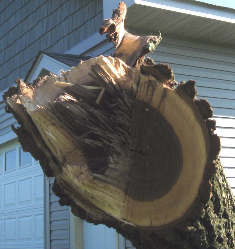 lot 107 image: Black Walnut LogBranch