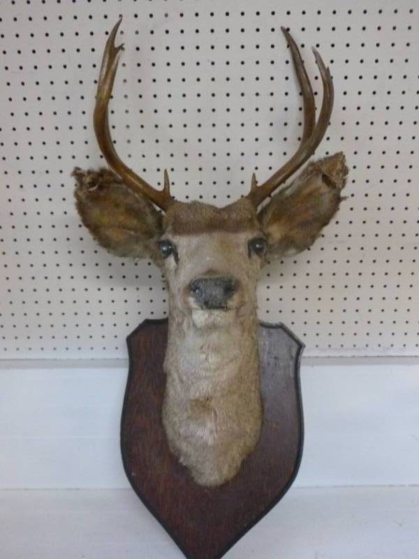 lot 88 image: Deer Mount