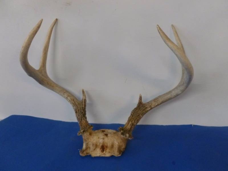 lot 220 image: Deer Rack