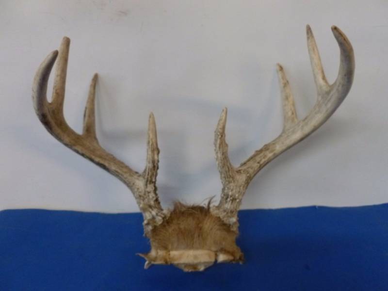 lot 221 image: Deer Rack