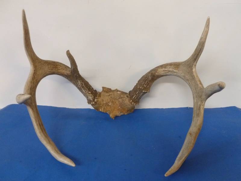 lot 222 image: Deer Rack