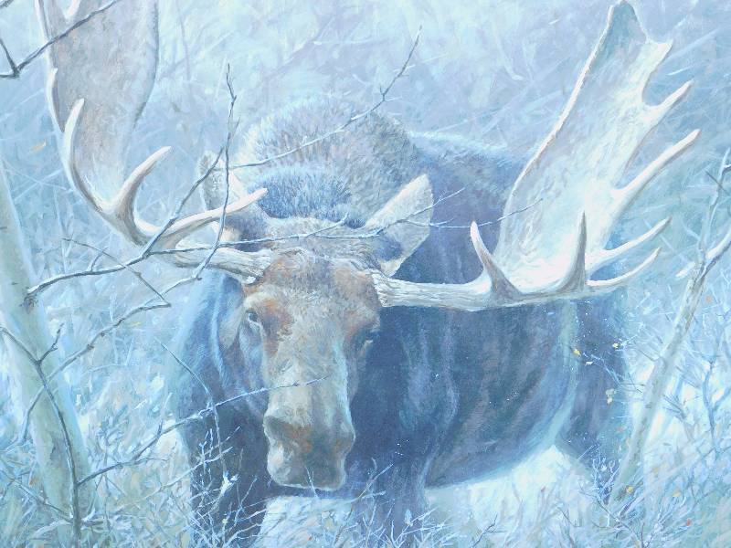 Robert Bateman The Challenge Bull Moose Signed & Numbered Framed Print ...