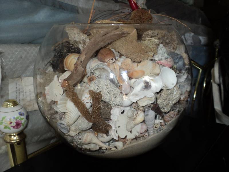glass vase full of shells, 10 in hi...