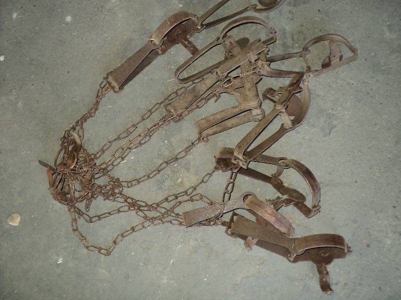 10 muscrat traps...