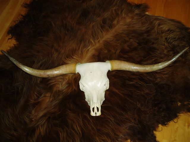 Scottish Highland Rug and Horn Mount | K-BID