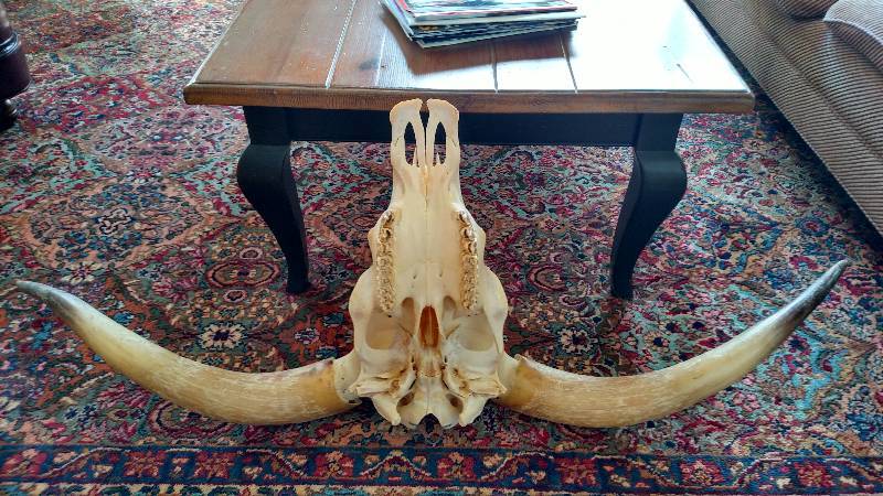Scottish Highland Horn Mount