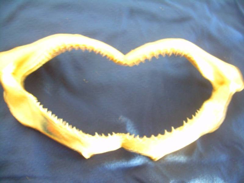 SET OF REAL SHARK JAWS