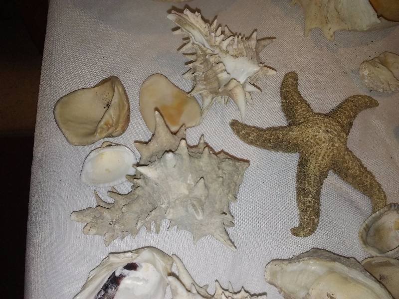 lot 72 image: Sea Shell Collection