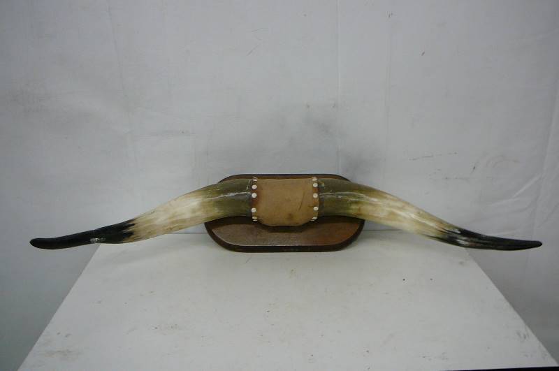 Horns