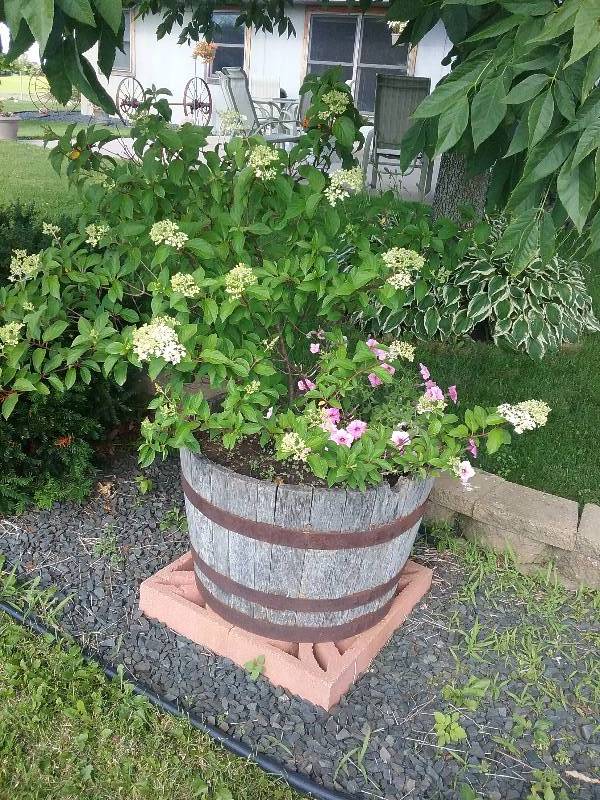 lot 280 image: Half Barrel Planter with Content