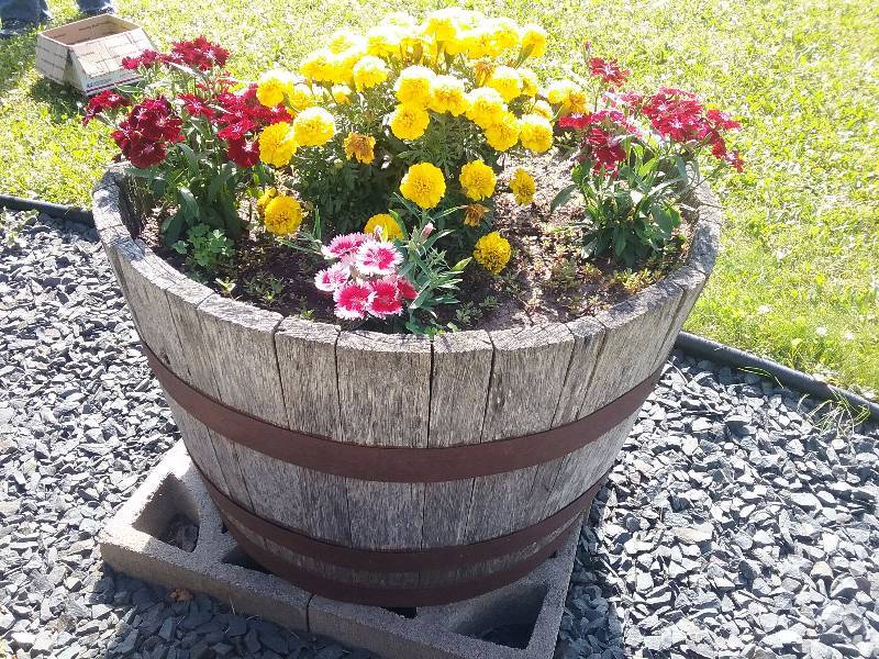 lot 282 image: Half Barrel Planter with Content