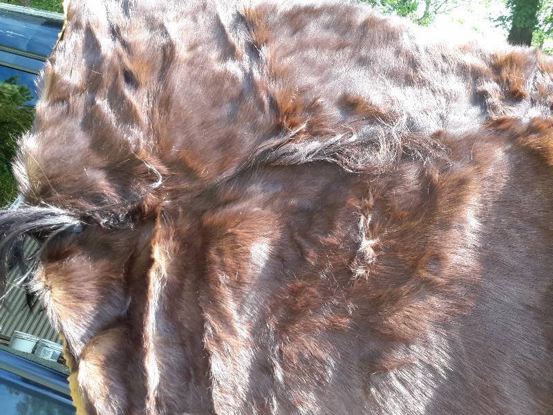 lot 40 image: Horse Hair Blanket from Cedar Rapids Tanning