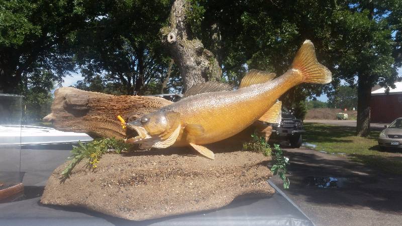 lot 38 image: 29 Inch Walleye Mount