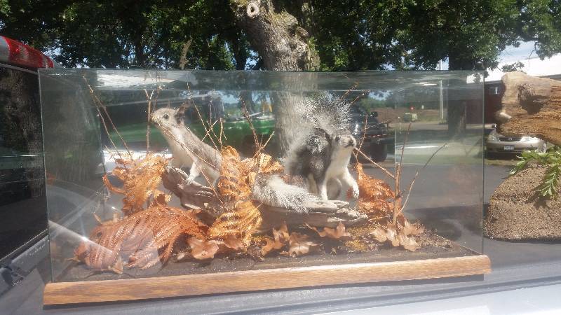 lot 39 image: 2-Abert Squirrel Mount With Glass Display Case