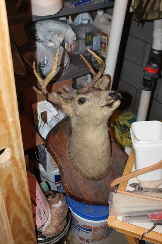 lot 184 image: Stuffed & Mounted Deer Head
