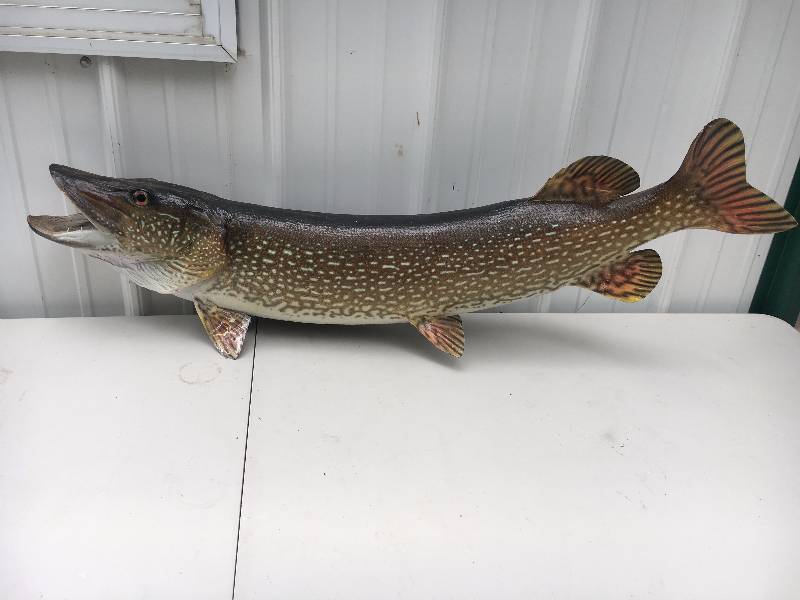 lot 78 image: 40 Northern Pike