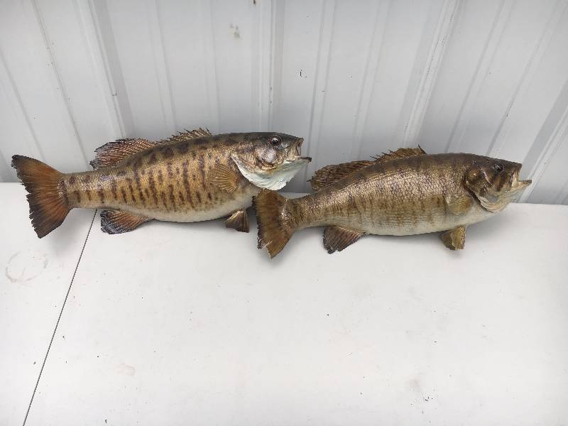 lot 79 image: 2 - Smallmouth Bass