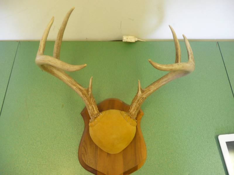 lot 3 image: Leather Wrapped Wall Mount Deer Antlers - Nice Piece - See Pictures