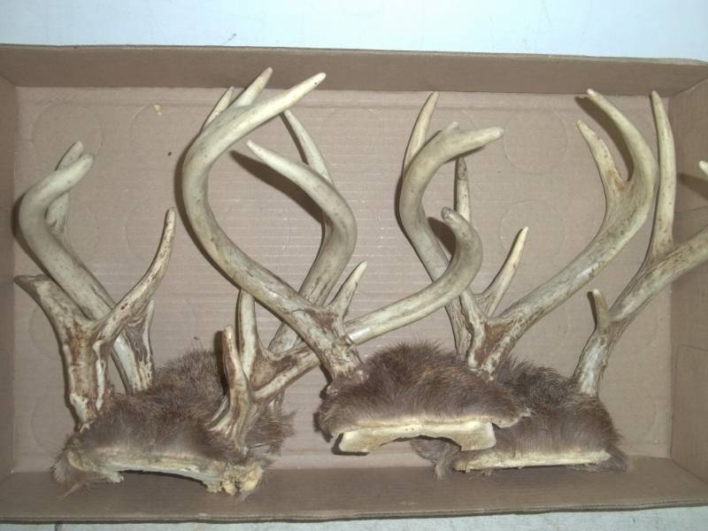 lot 119 image: 4 Deer Antlers