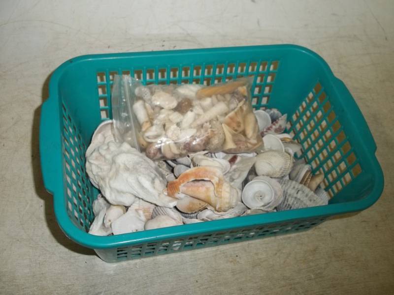 lot 207 image: Sea shells
