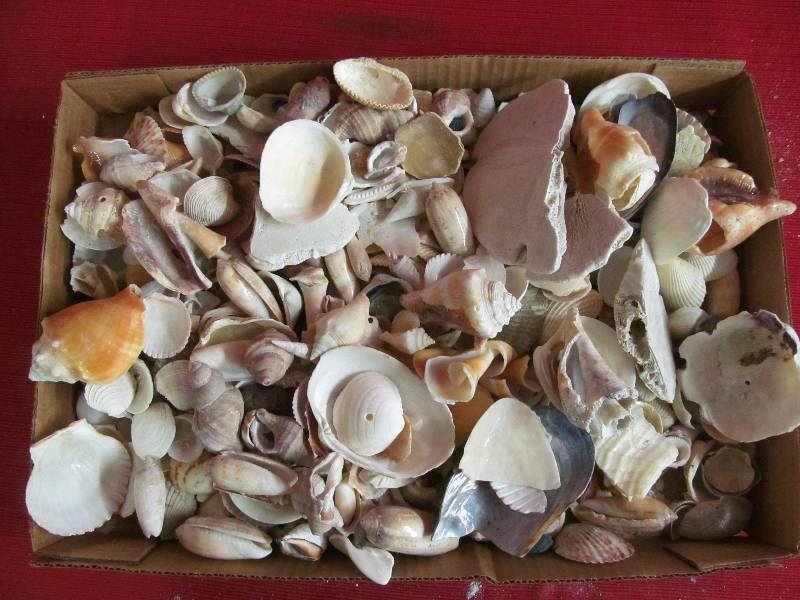 sea shells