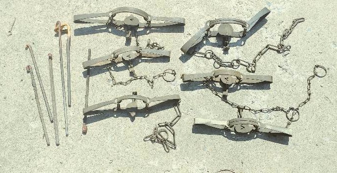 Lot of 6 Traps including stakes