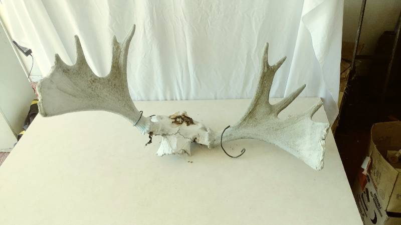 Moose Antlers