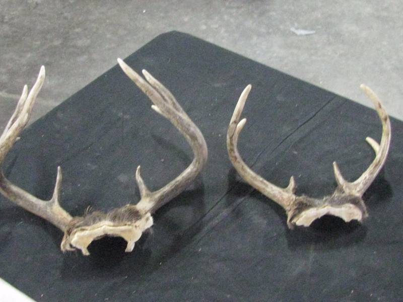 Deer Antlers