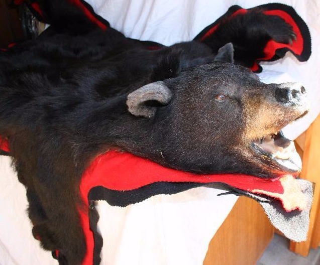 lot 54 image: Bear Rug