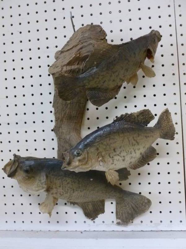 lot 128 image: Fish Mount