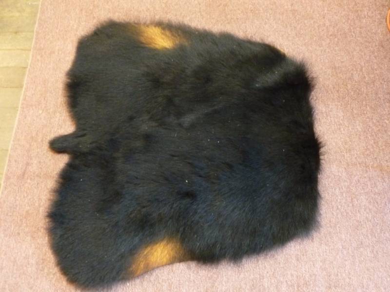 lot 204 image: Bear Hide
