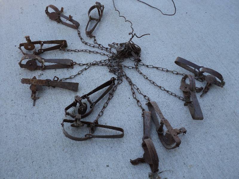 lot 6 image: 11 muskrat traps...