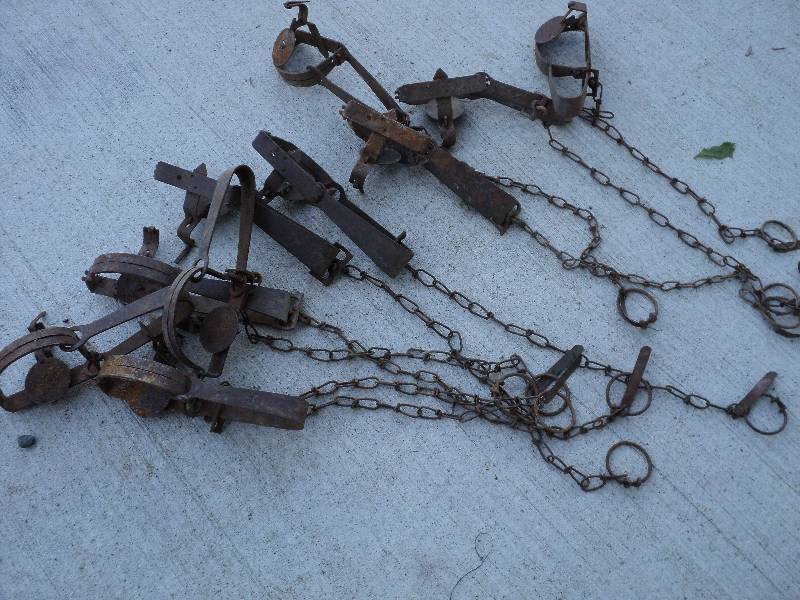 lot 7 image: 10 muskrat traps...