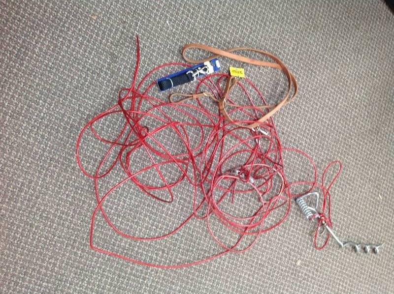 Dog, Leashes and tie out cord
