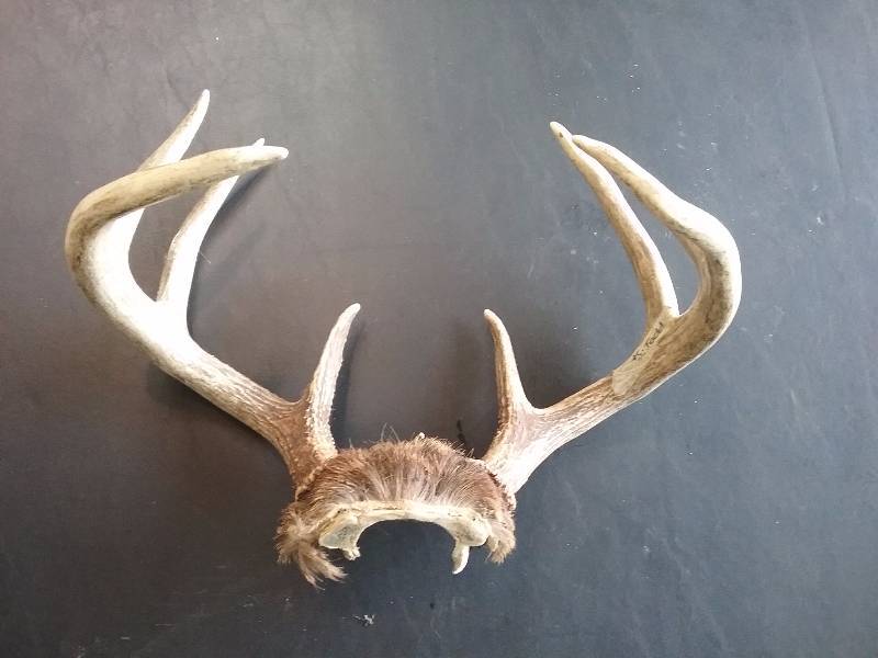 lot 66 image: Deer Antler