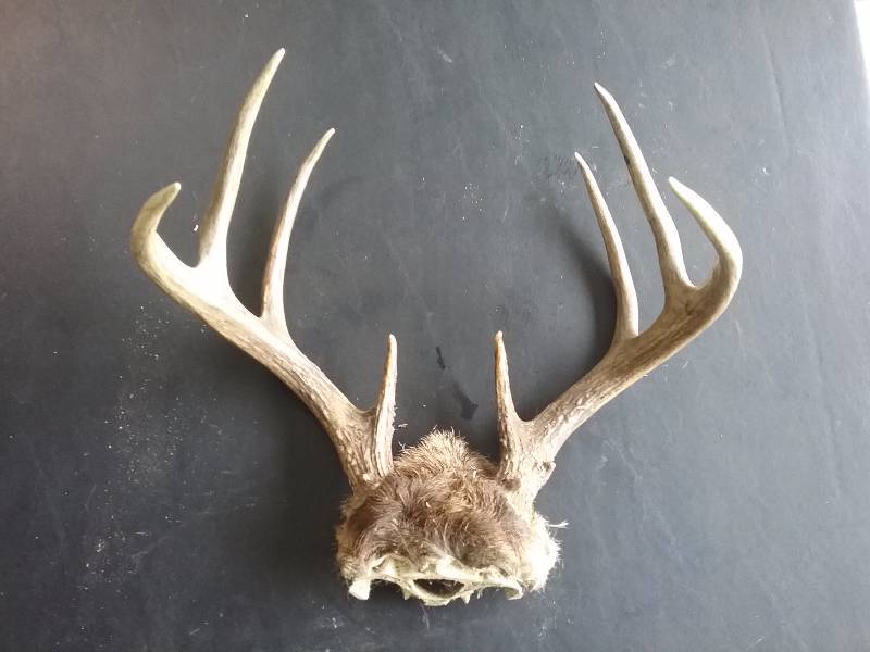 lot 67 image: Deer Antler