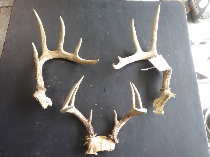 lot 68 image: Lot - Deer Antlers